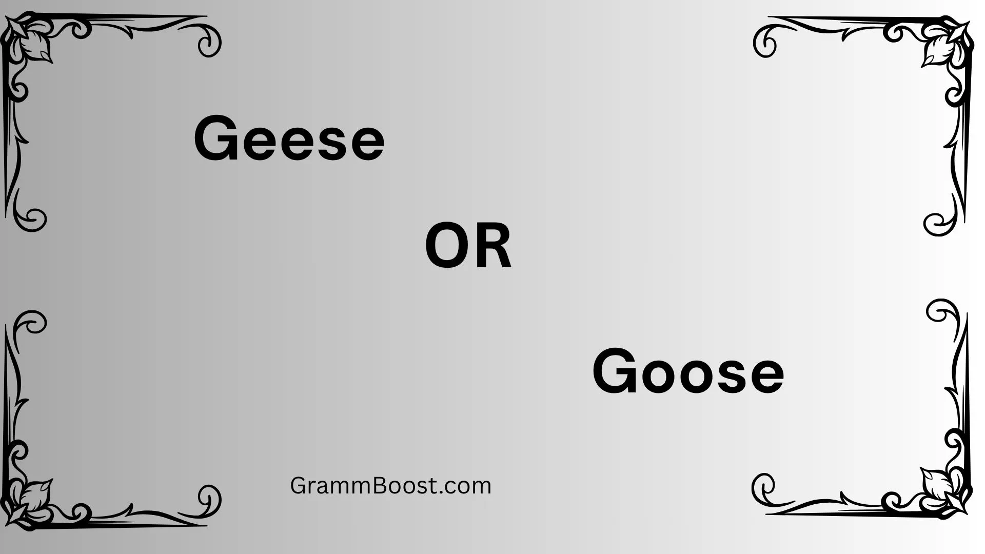 Geese or Goose
